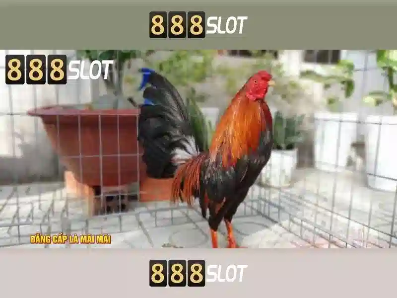 Đánh giá 888slot có lừa đảo không